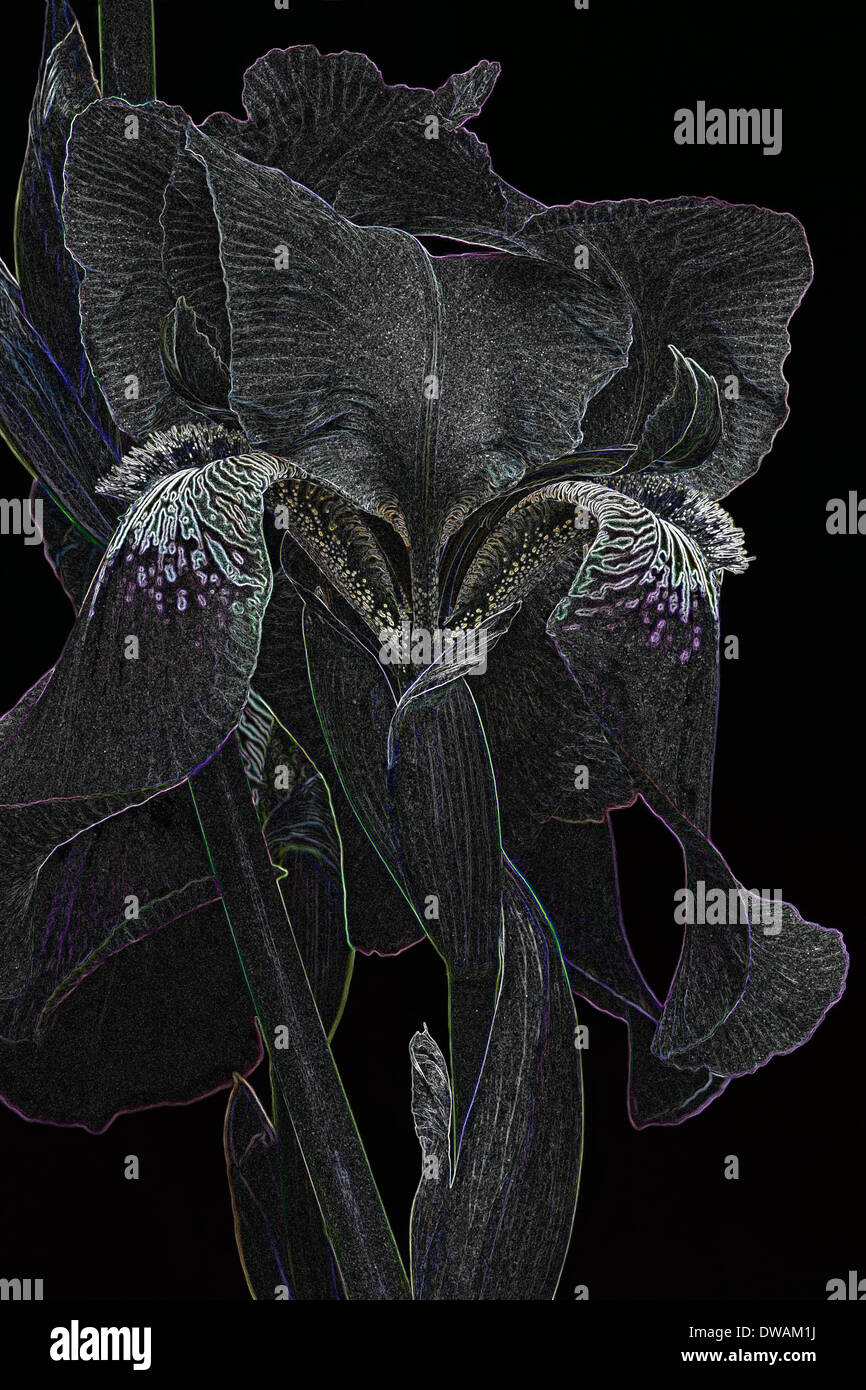 Effetto speciale immagine di Iris Iris (x) germanica Foto Stock