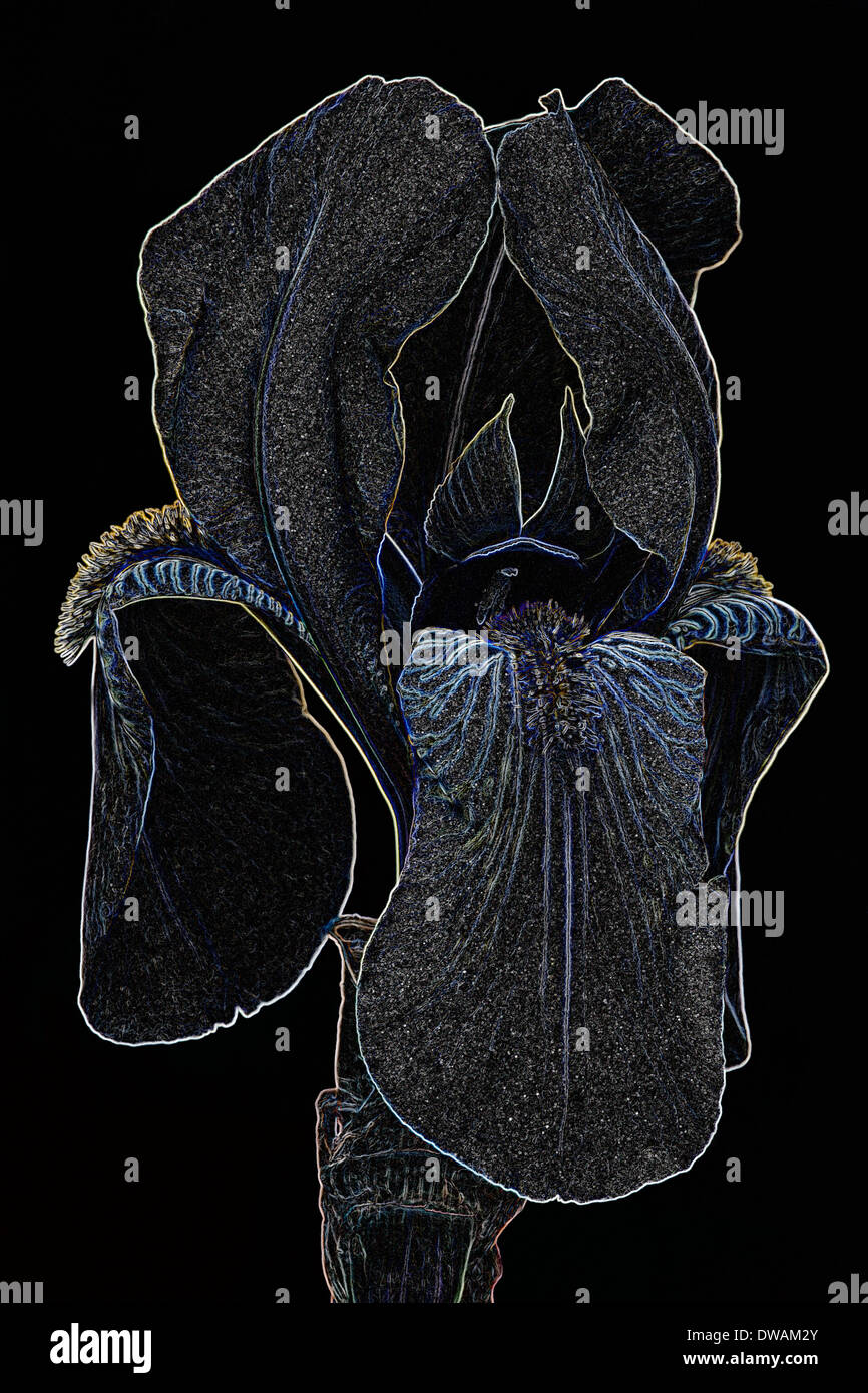 Effetto speciale immagine di Iris Iris (x) germanica Foto Stock