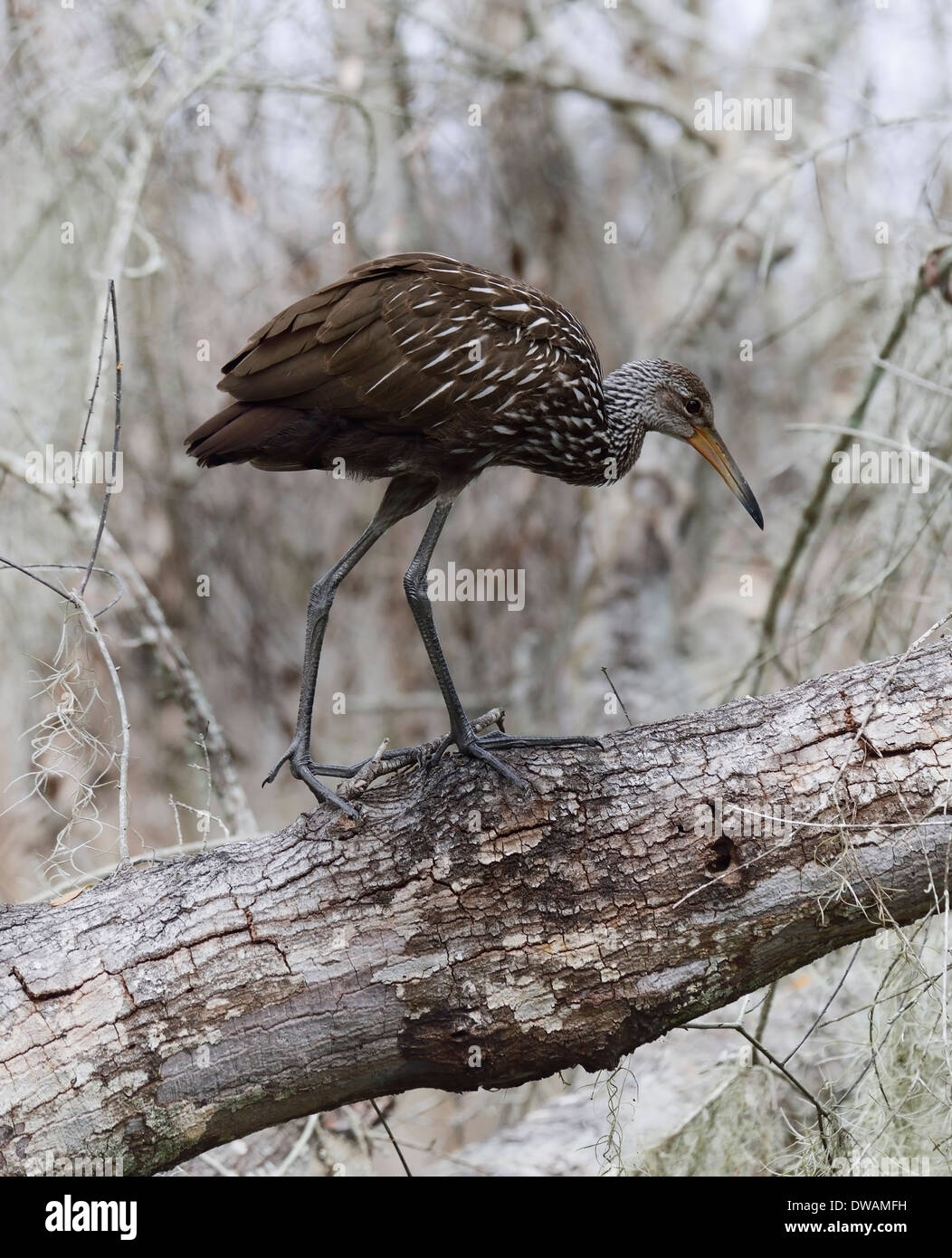 Uccello Limpkin camminando su un albero Foto Stock