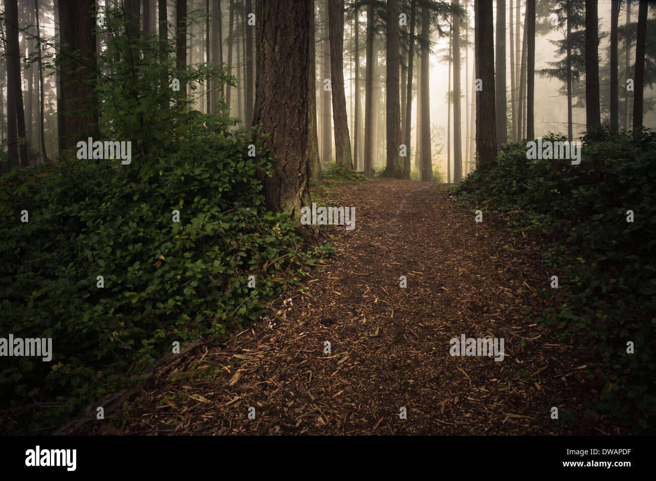 Sentiero attraverso la foresta nel parco Lynndale, Lynnwood, Washington, Stati Uniti d'America Foto Stock