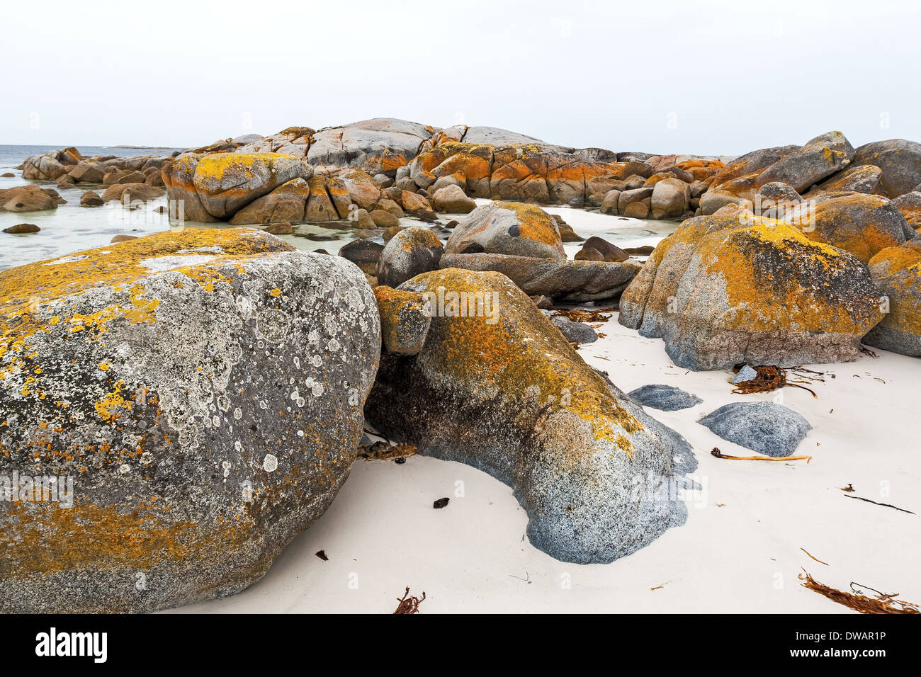 Garden Bay of Fire, nota anche come larapuna, con lichene su rocce di granito che portano al nome, Tasmania, Australia Foto Stock