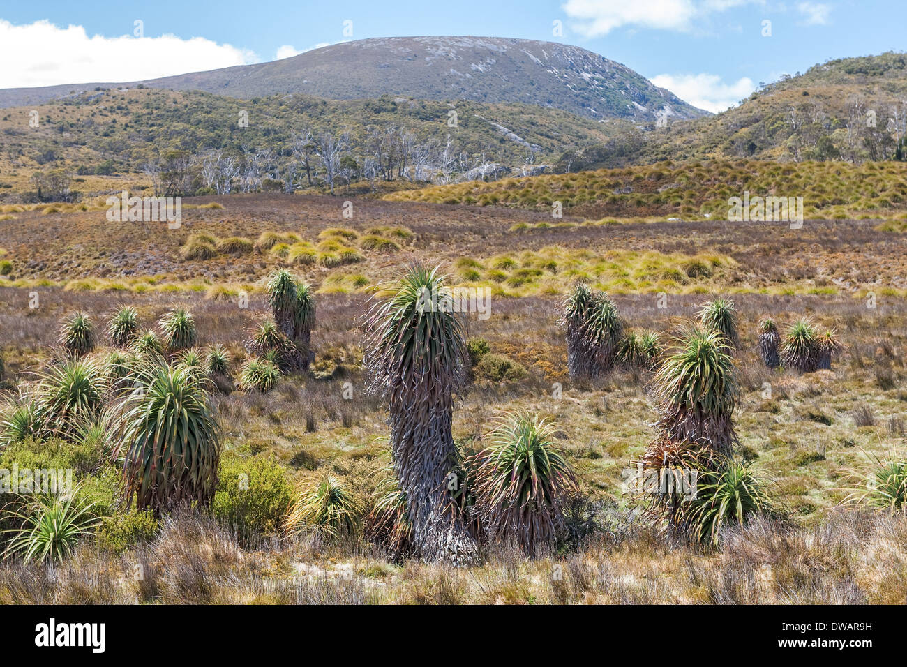 Button Grass e Pandani o Giant Grass Tree, Cradle Mountain National Park, Tasmania, Australia Foto Stock