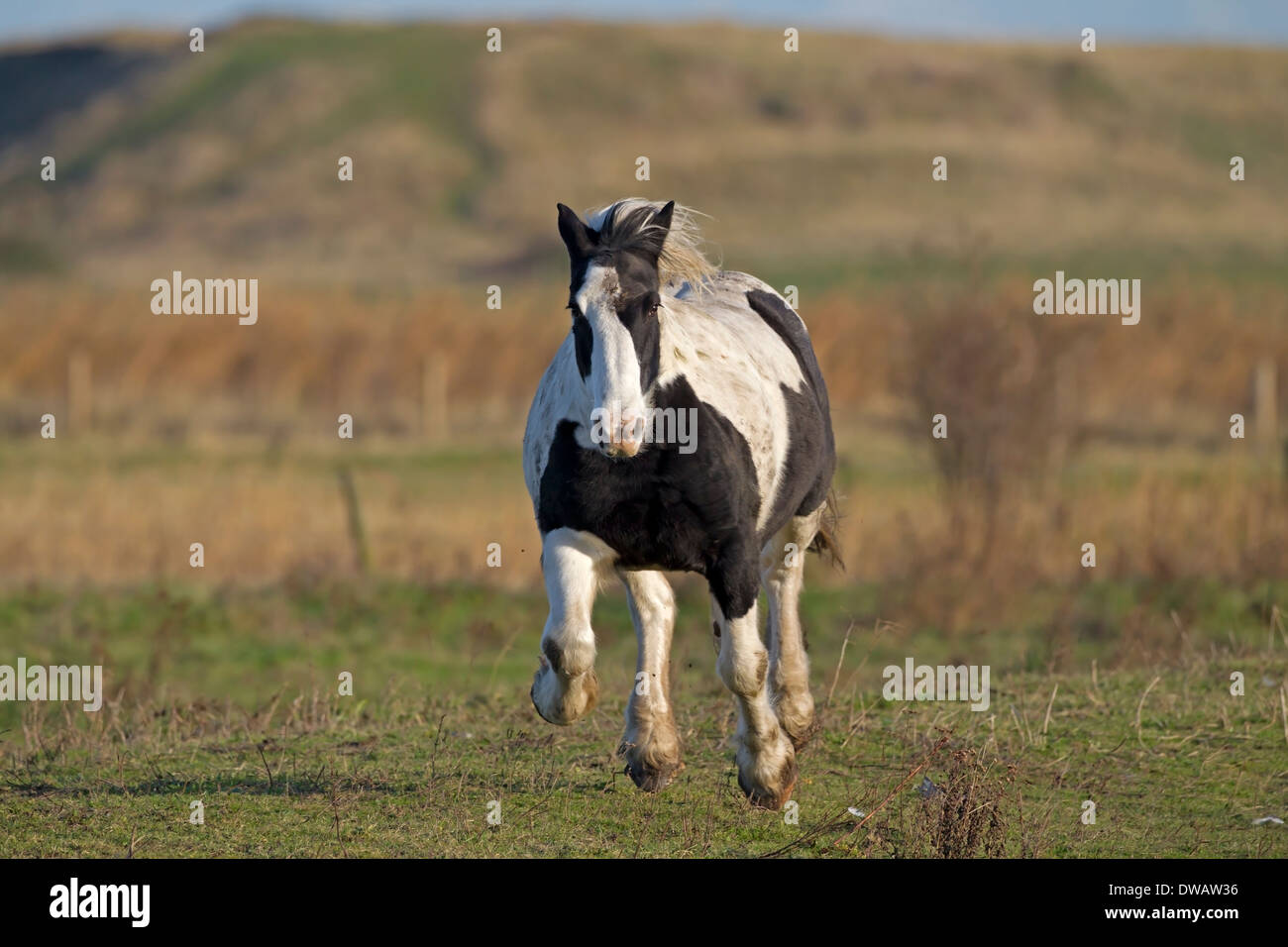 Al galoppo Shire Horse, Norfolk, Regno Unito Foto Stock