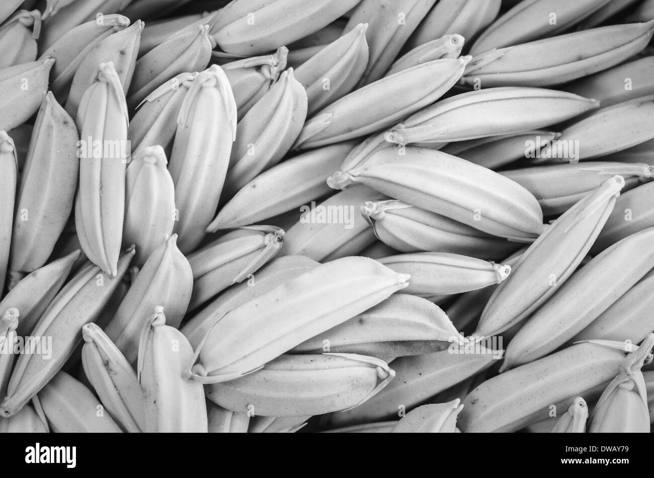 Il risone macro in Thailandia Agricoltura Industria Prodotti alimentari Foto Stock