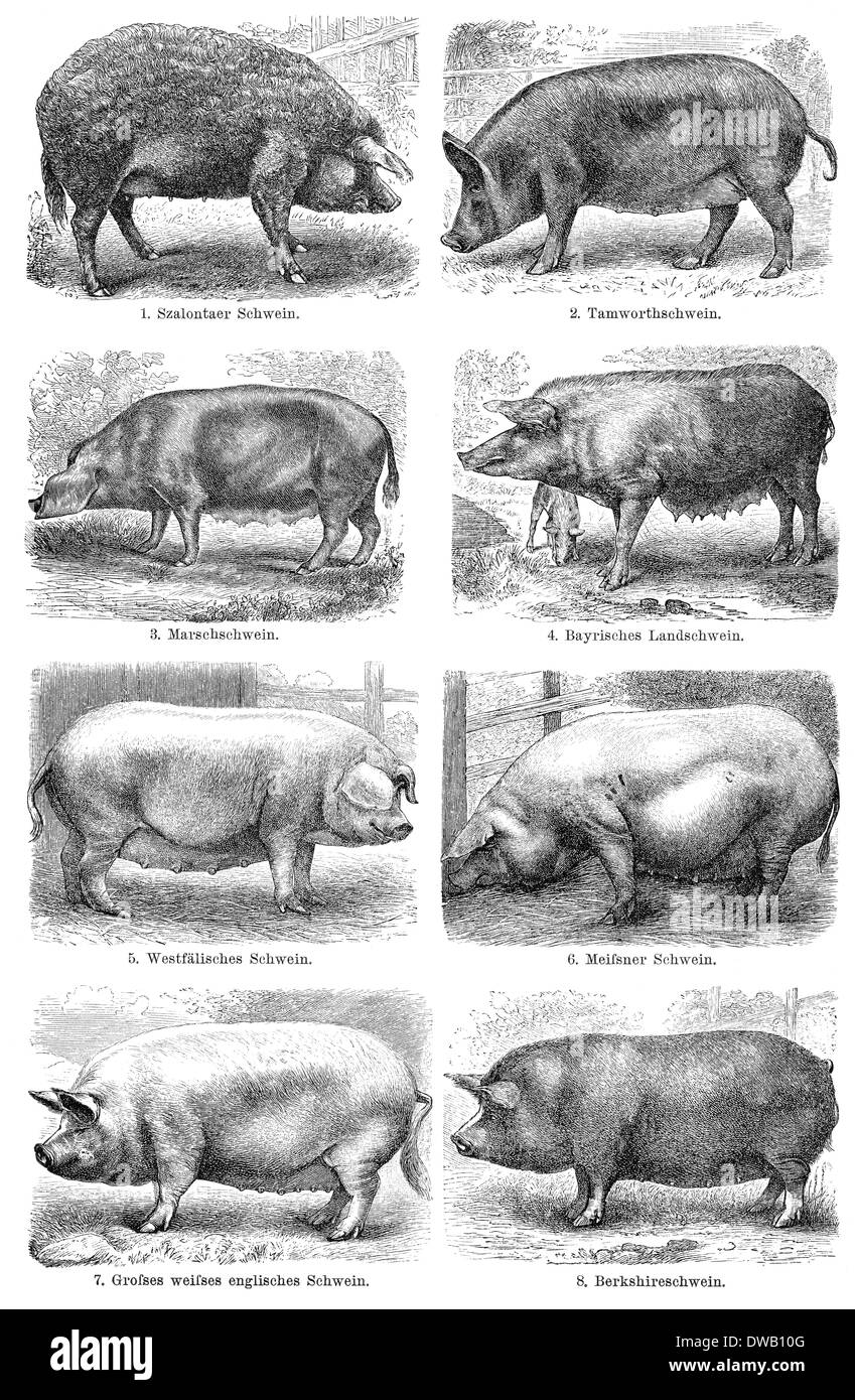 Illustrazione storica del XIX secolo, razze di suini domestici Foto Stock