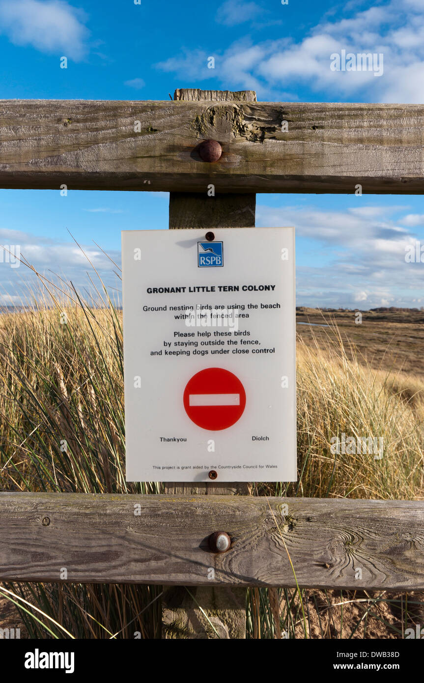 Dune Gronant natura locale riserva a Prestatyn Galles del Nord Fraticello cartello segnaletico Nessuna voce durante la stagione riproduttiva. Foto Stock