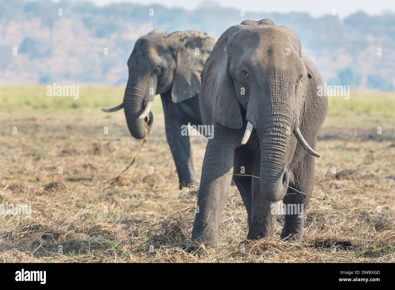 elefante che mangia Foto Stock