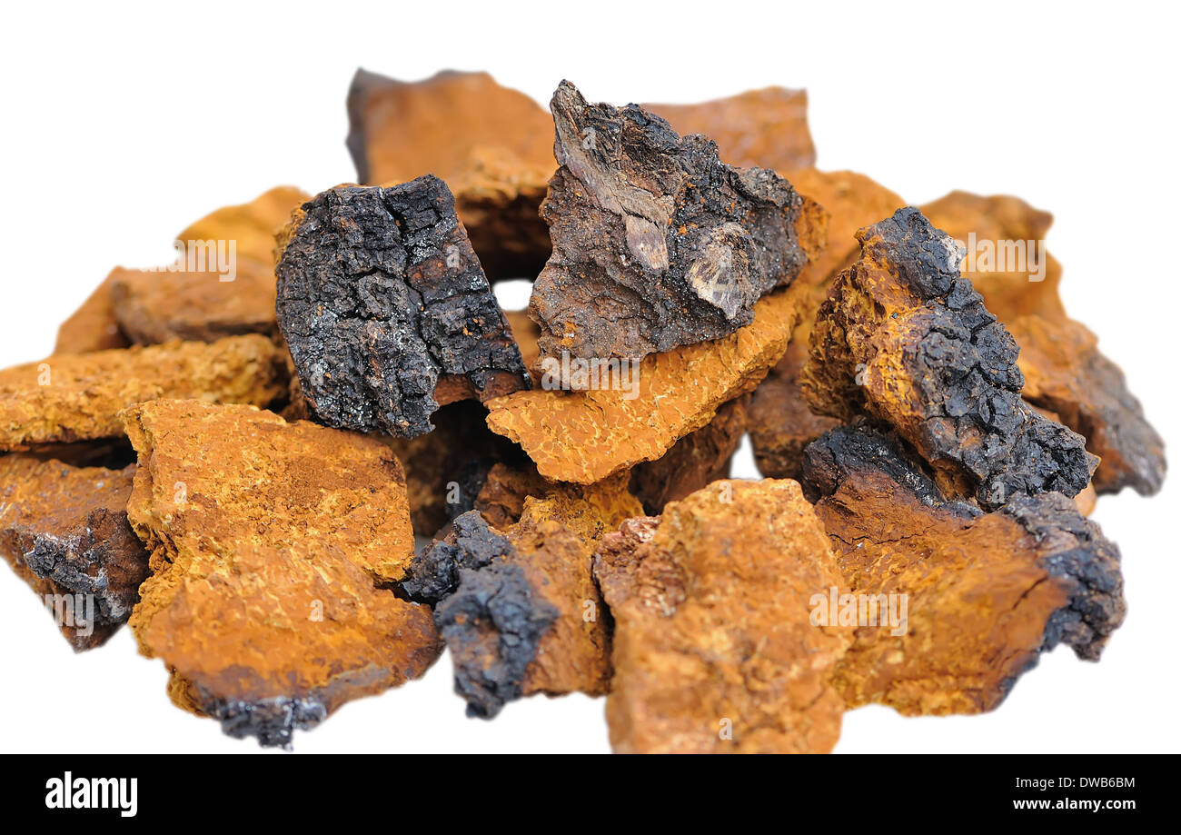 Pezzi di Inonotus obliquus. Medicina di erbe della medicina tradizionale. Foto Stock