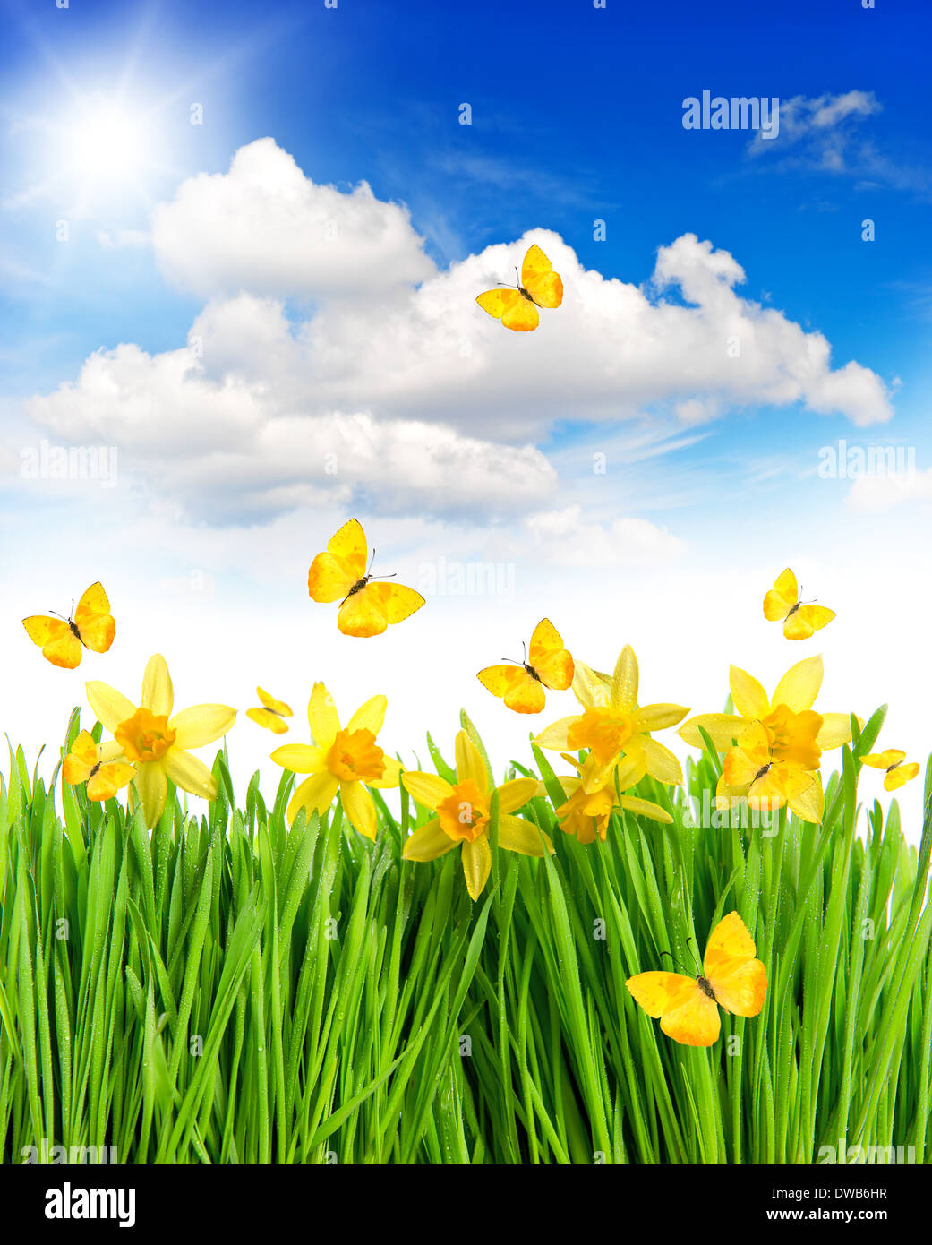 Prato con narcisi fiori in erba verde. primavera paesaggio con farfalle e sunny blue sky. collage Foto Stock
