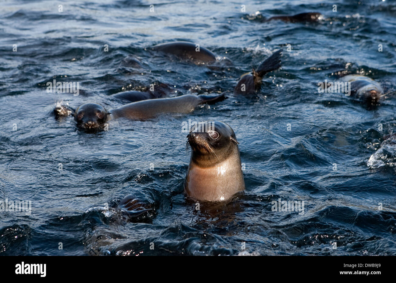 Nuova Zelanda le foche. Foto Stock