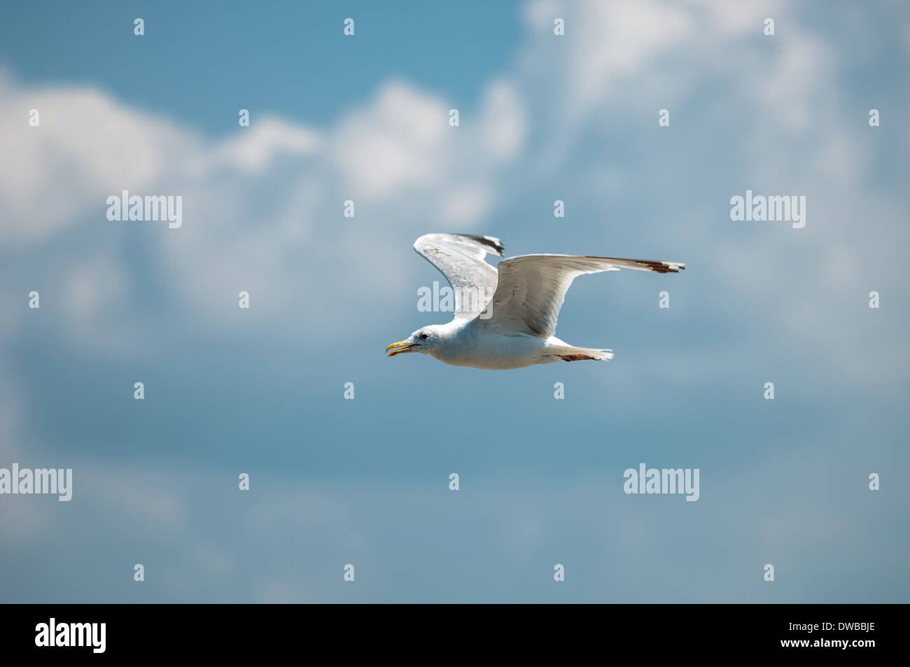 Seagull vola contro il cielo Foto Stock