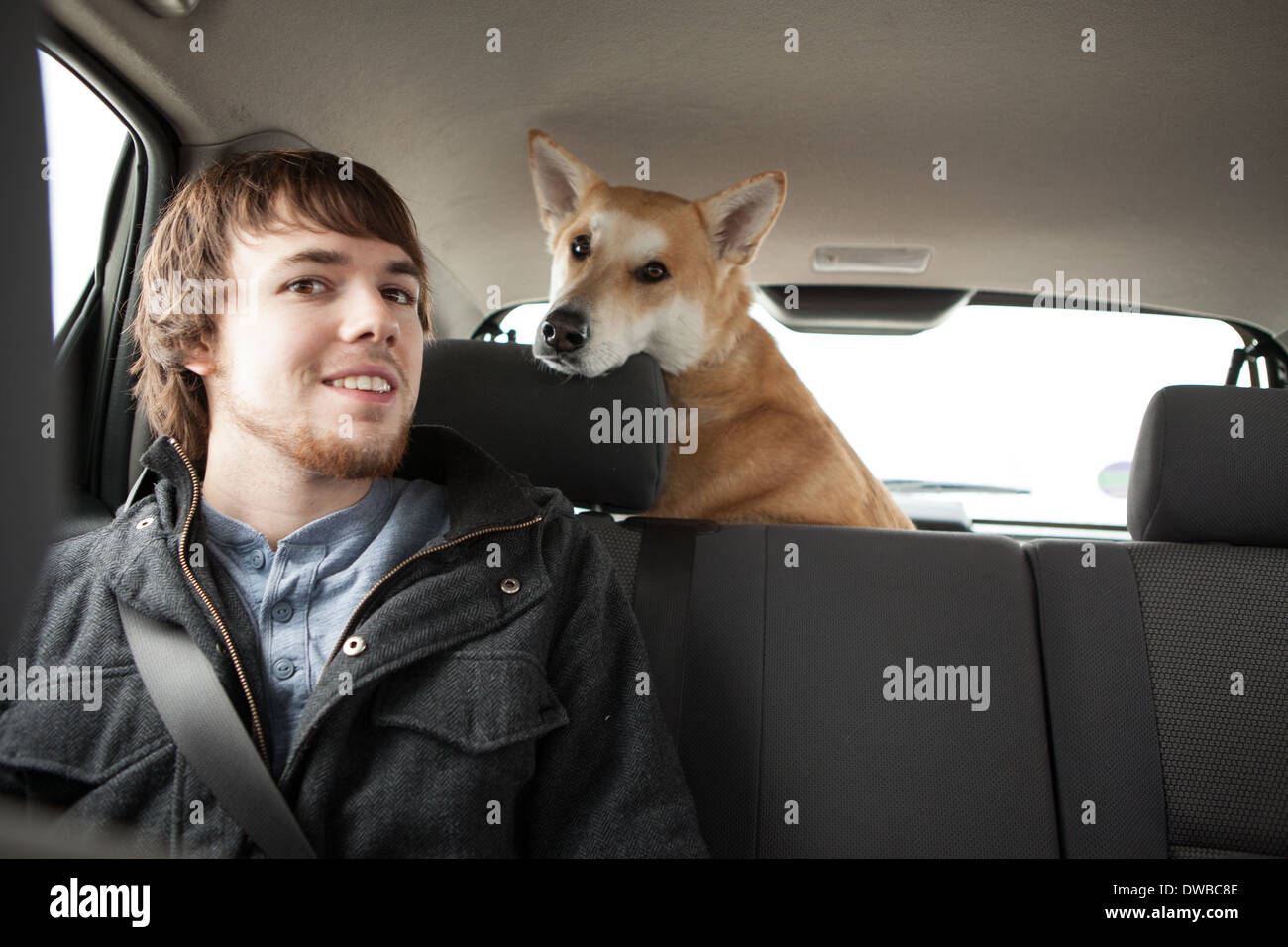 Il giovane e la sua croce allevati cane alsaziano in auto sedile posteriore Foto Stock