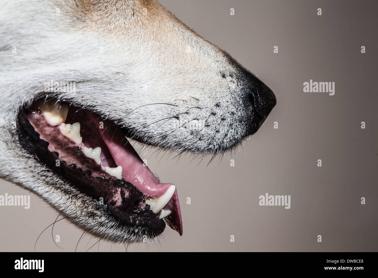 Tagliato in prossimità della croce di razza cane alsaziano Foto Stock