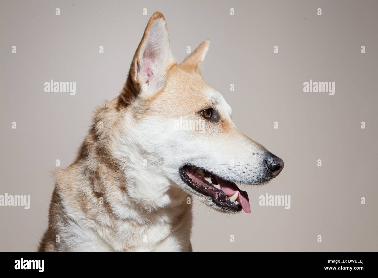 Ritratto di croce allevati cane alsaziano Foto Stock