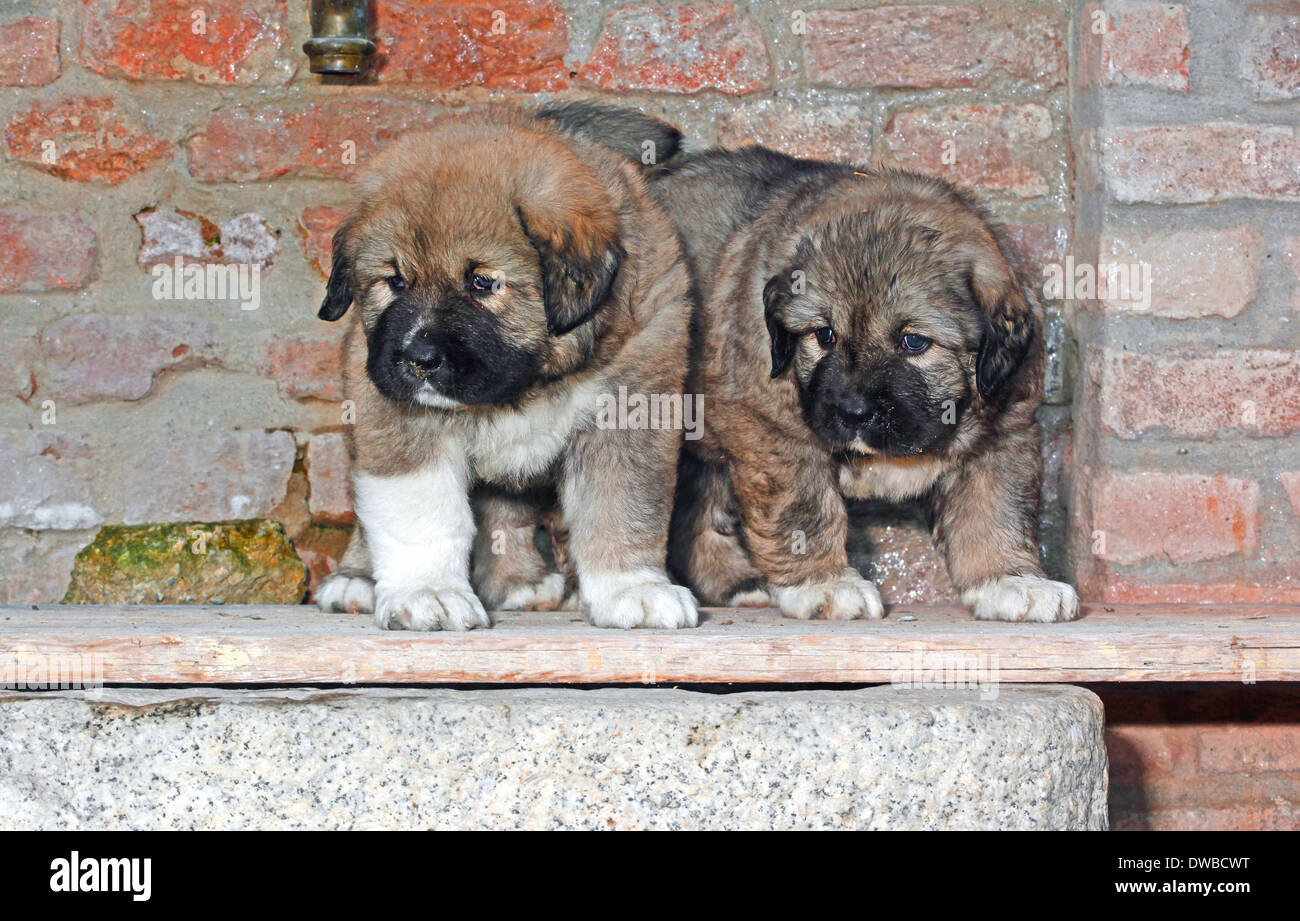 Pastore del Caucaso cane due cuccioli Foto Stock