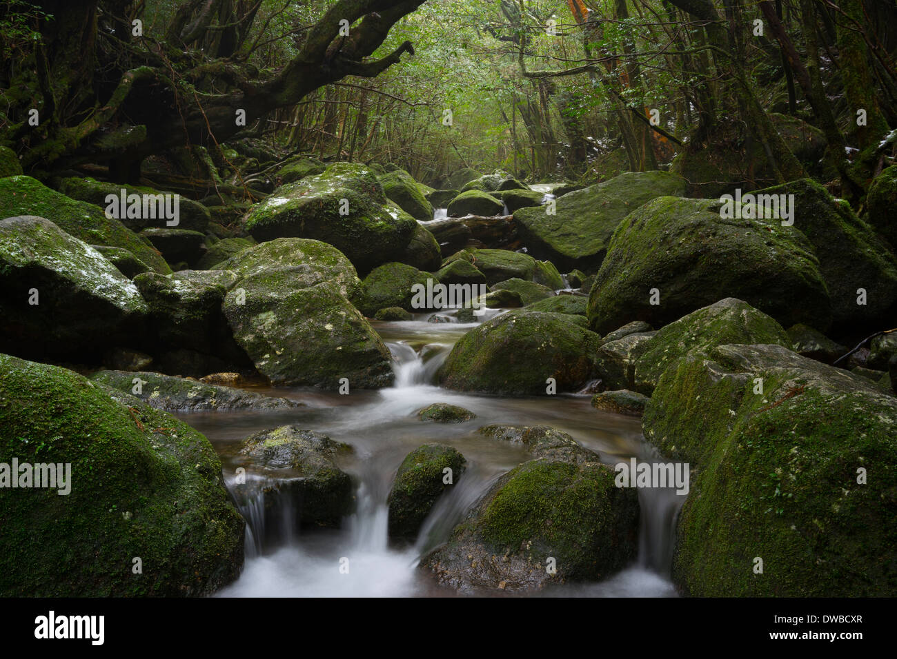 Giappone, Cascata nella foresta pluviale dell'isola Yakushima, patrimonio mondiale Unesco sito naturale Foto Stock