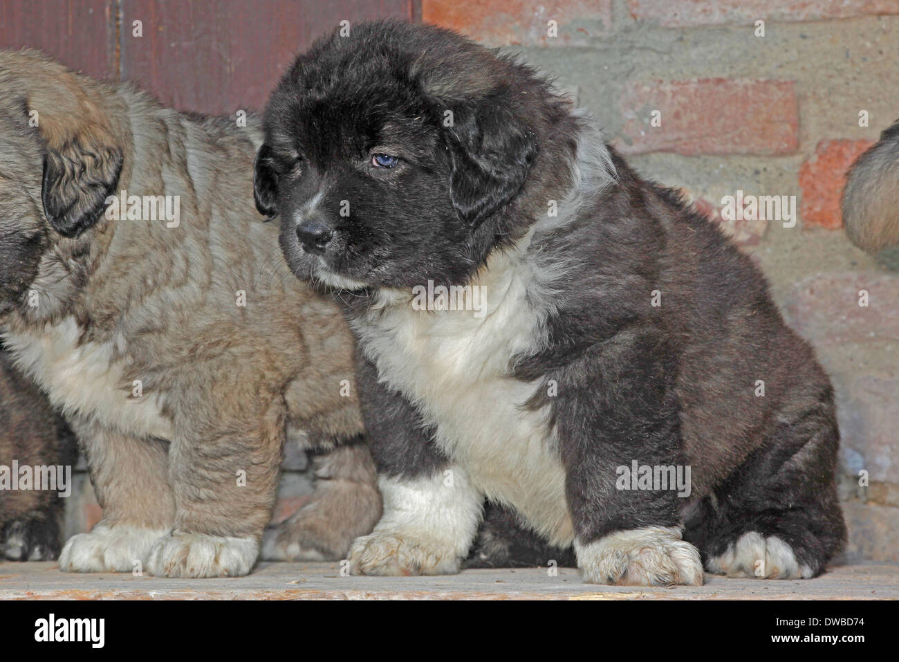 Pastore del Caucaso cane cucciolo nero Foto Stock