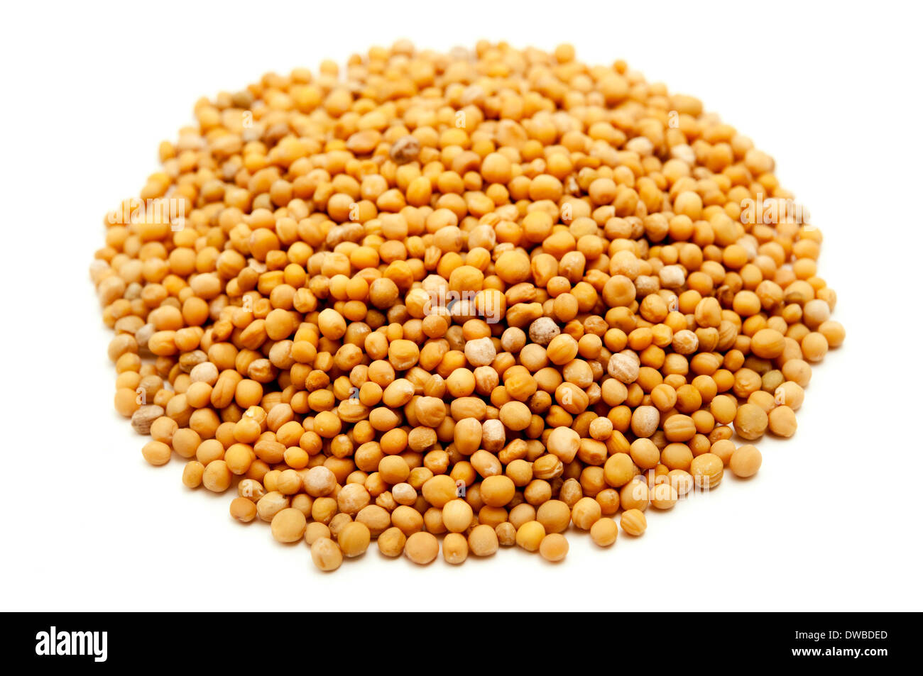 White Semi di senape su sfondo bianco Foto Stock