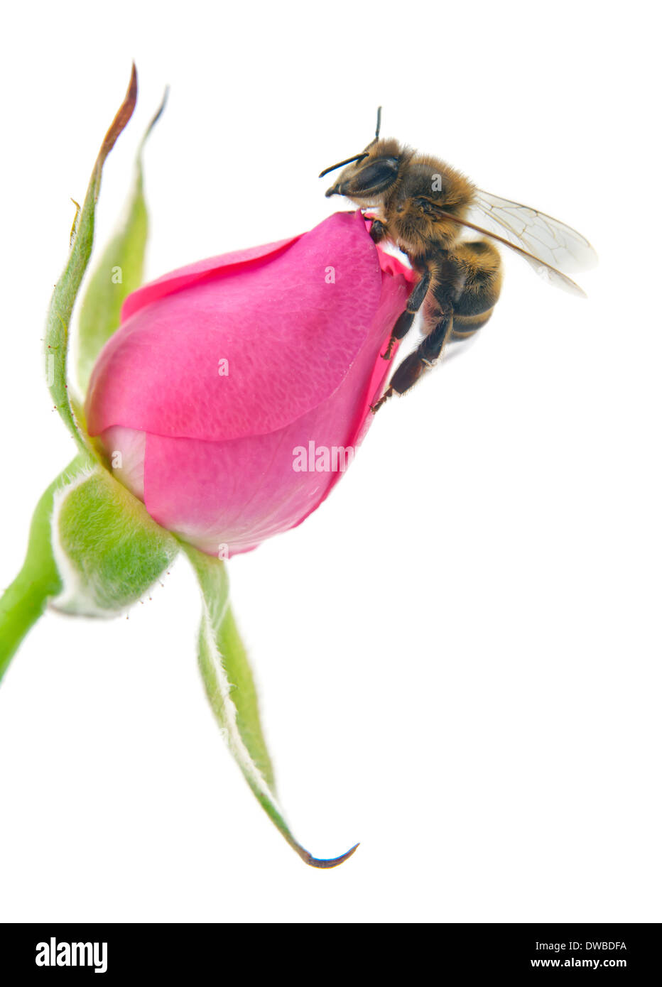 Bee e rosa rosa isolato su bianco Foto Stock