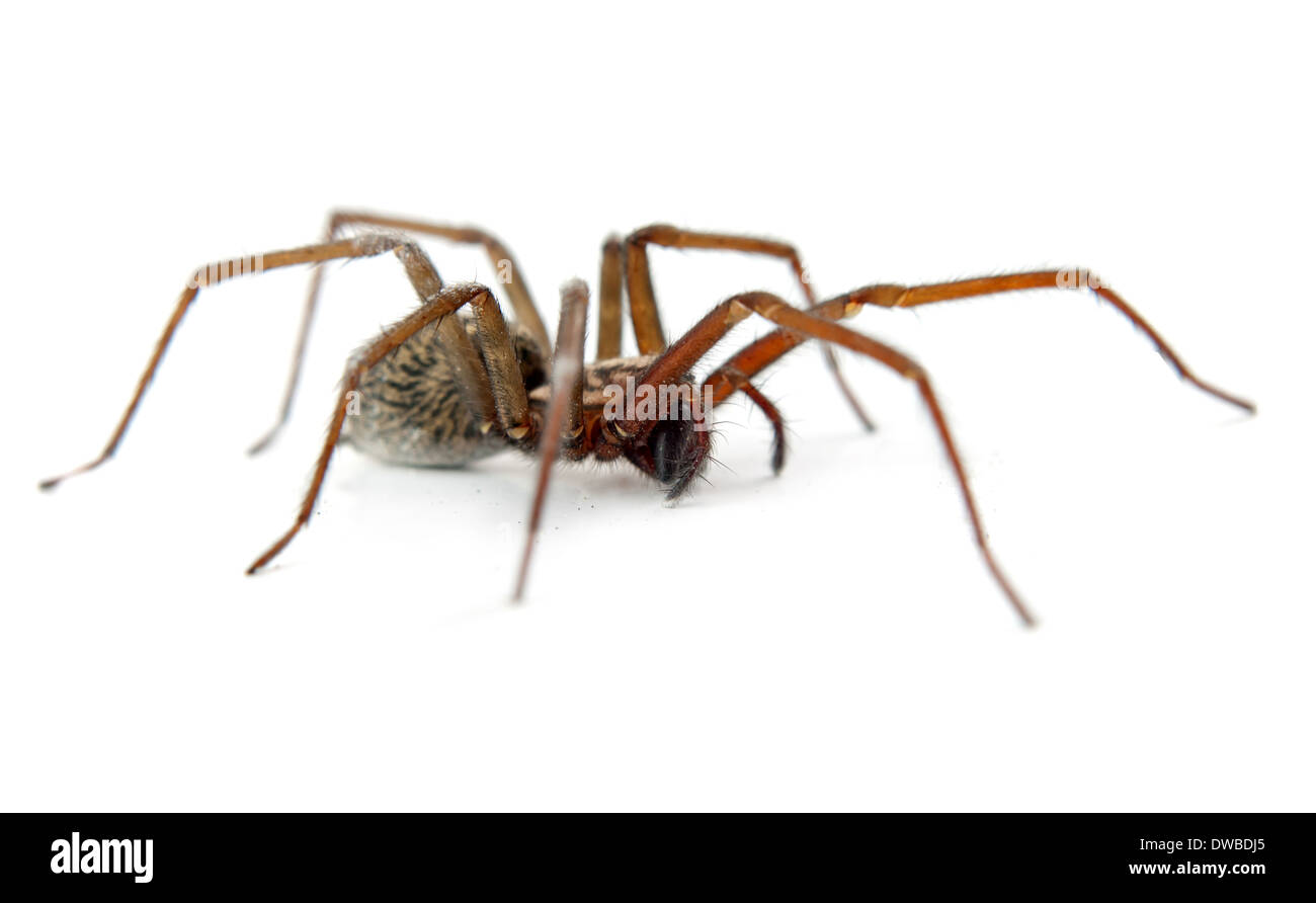 Un ragno isolato su bianco Foto Stock