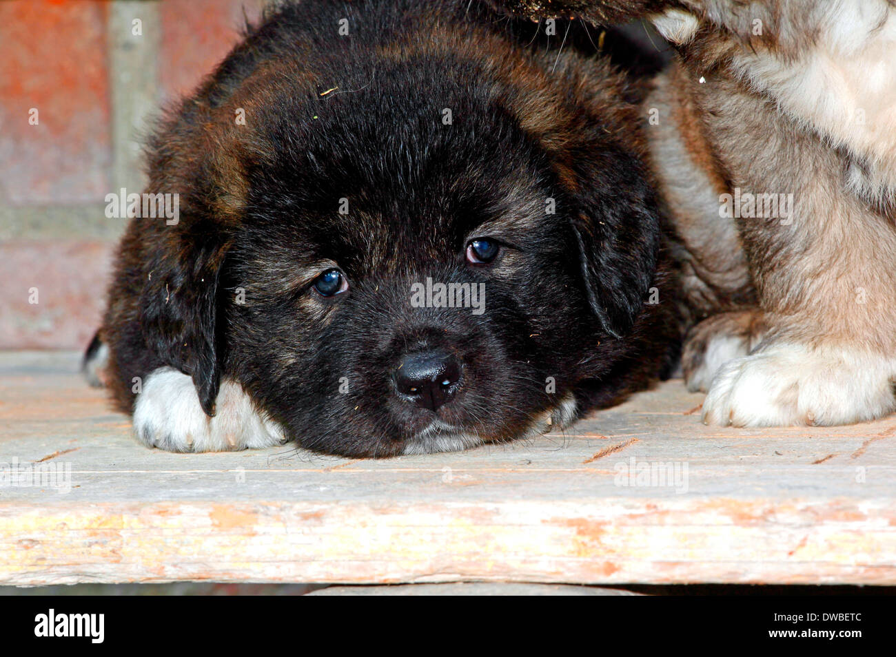 Pastore del Caucaso cane cucciolo nero closeup Foto Stock