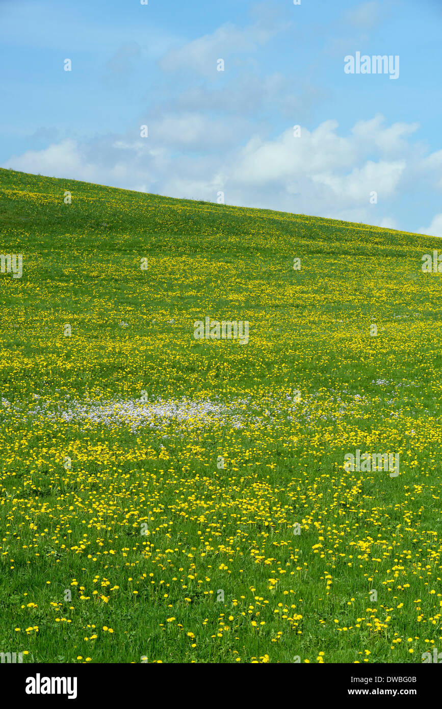 In Germania, in Baviera, Est Allgaeu, Hopferau, vista da prato della fioritura di tarassaco (Taraxacum officinale) Foto Stock