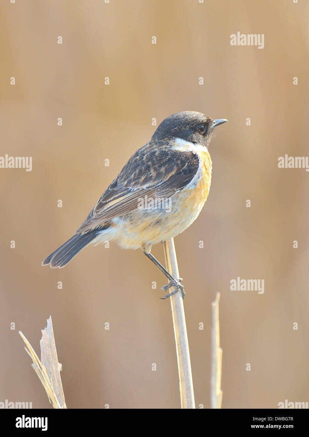 Whinchat in habitat naturale (saxicola rubetra) Foto Stock