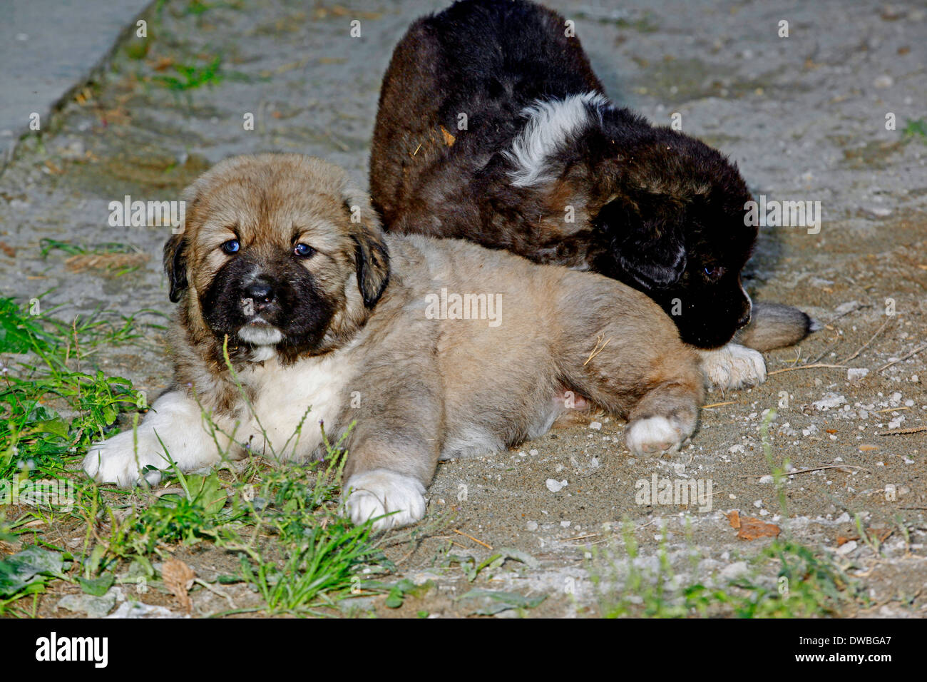 Pastore del Caucaso cane due cuccioli Foto Stock