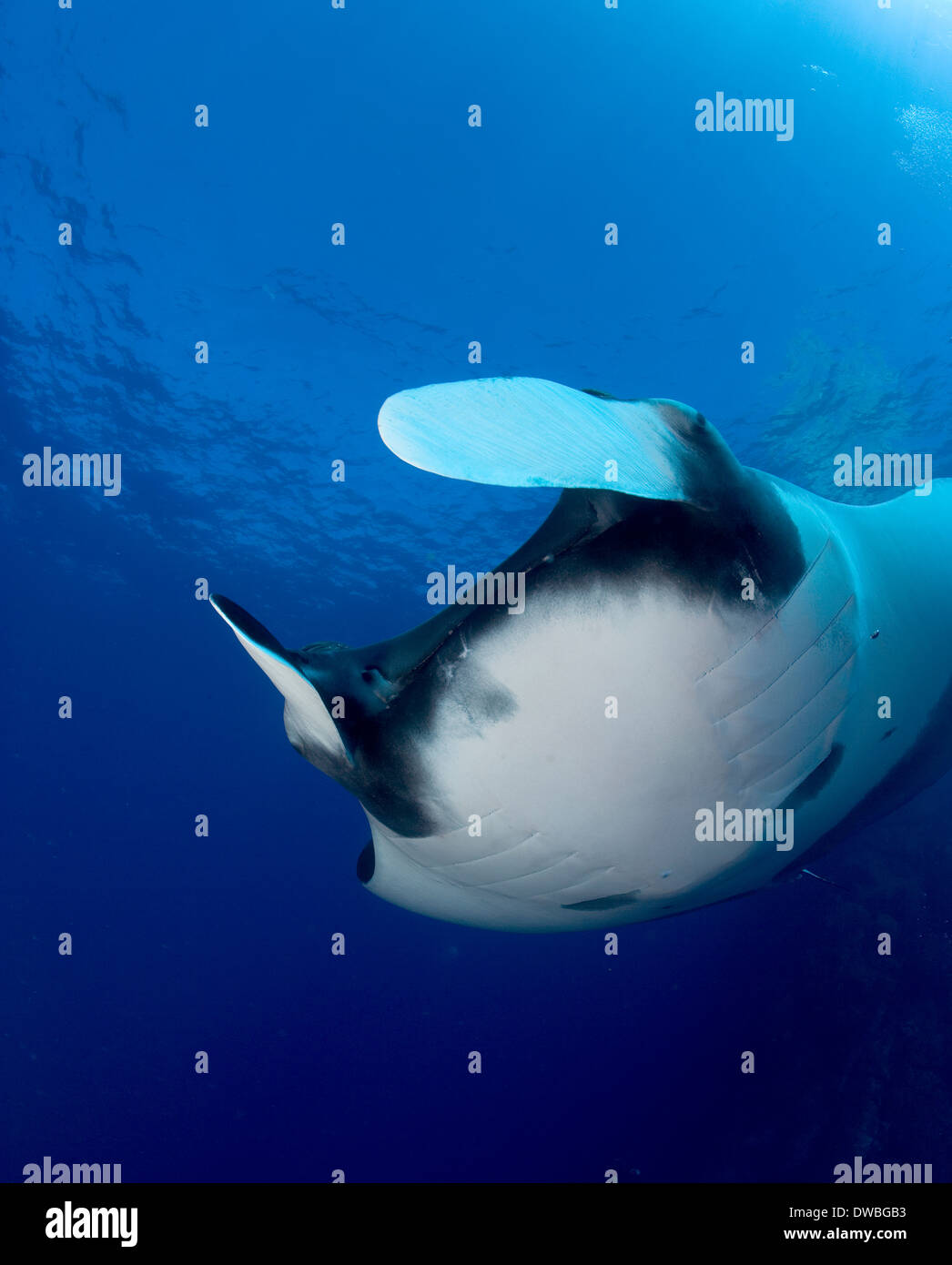 Lobi cefalica di manta ray. Foto Stock