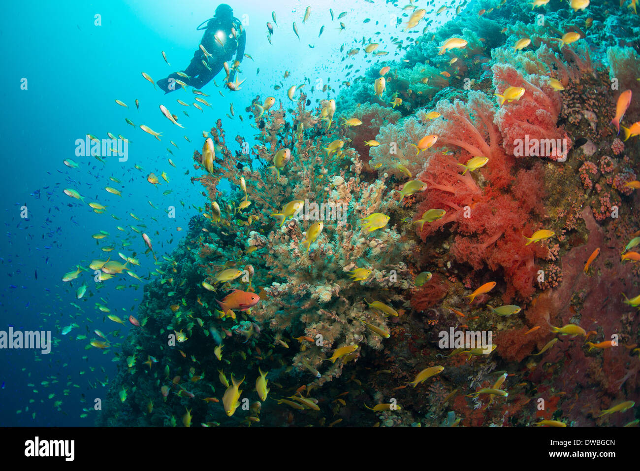 Subacqueo e barriera corallina. Foto Stock