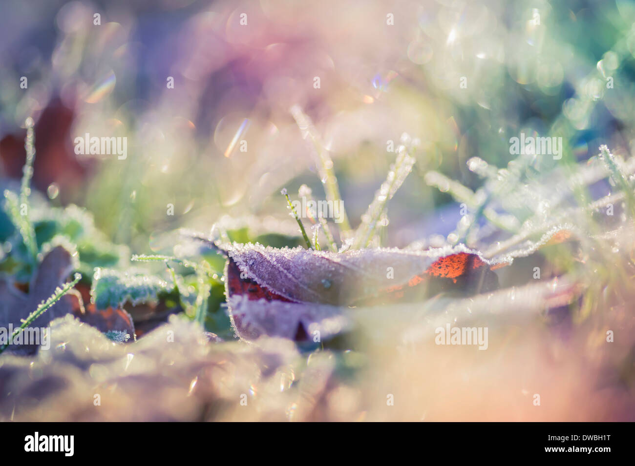 Di foglie e di erba in inverno, close-up Foto Stock