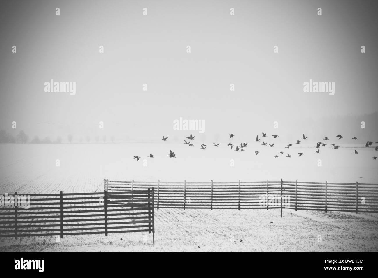 Germania, Meclemburgo-Pomerania, Ruegen, oche grigie battenti in inverno Foto Stock