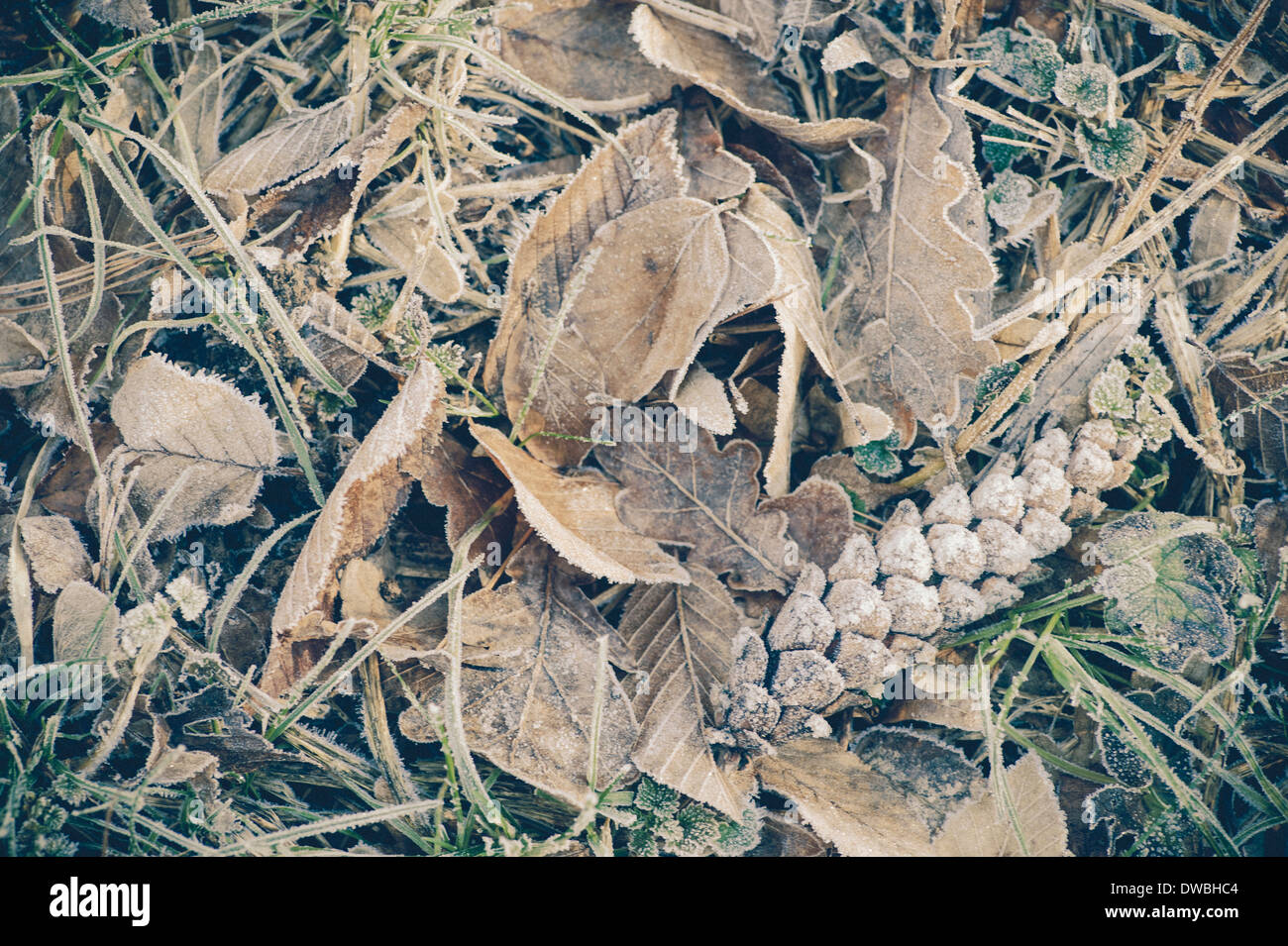 Di foglie e di erba in inverno, close-up Foto Stock