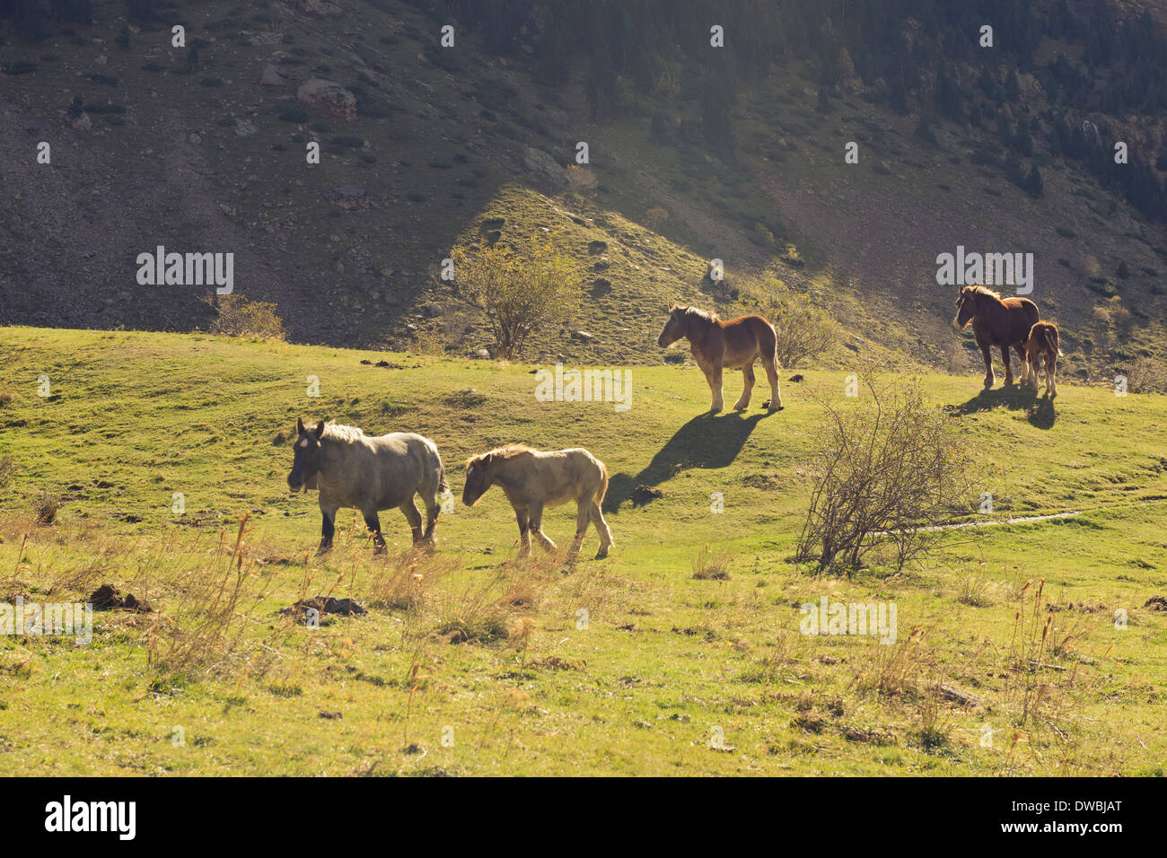 Spagna, Parco Nazionale di Ordesa y Monte Perdido, cavalli selvaggi nella Valle di Pineta Foto Stock