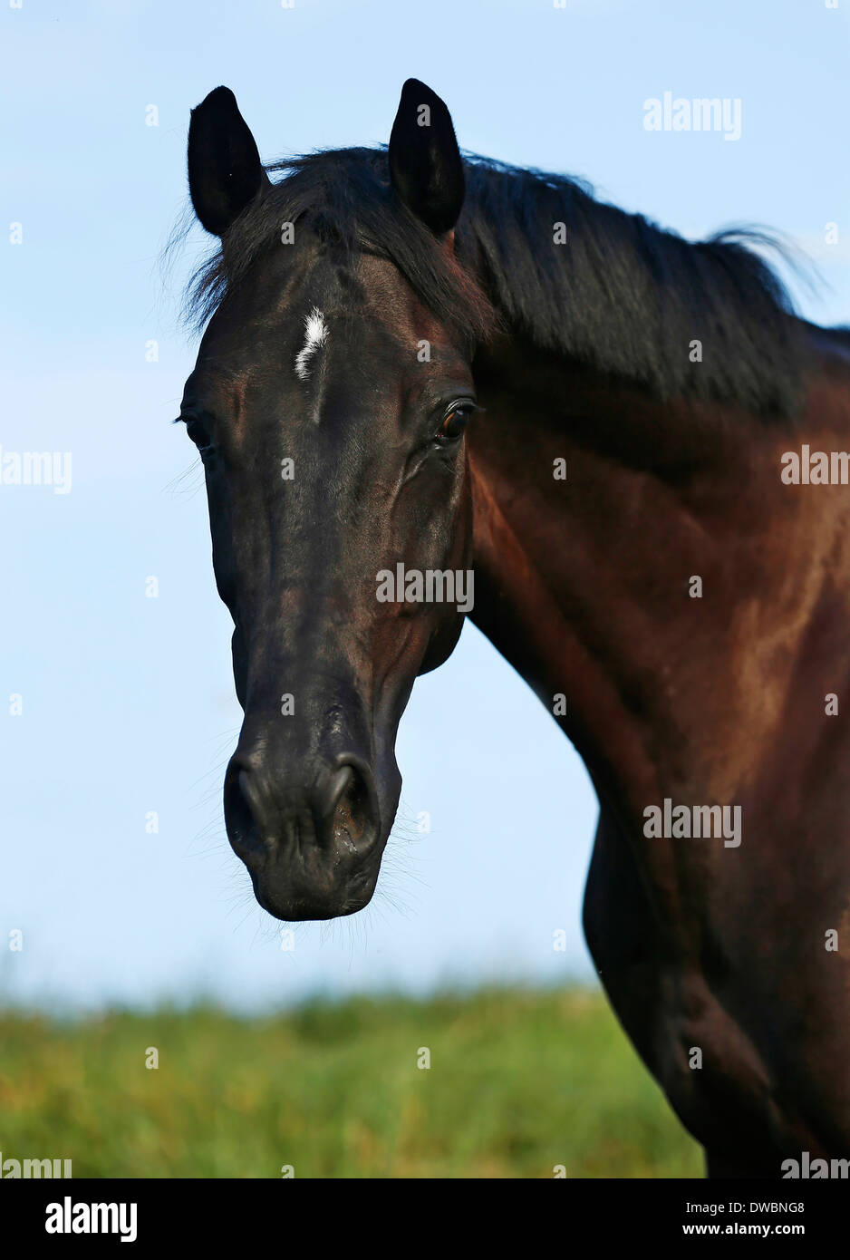 Germania, Oehringen, warmblood Vestfalia Foto Stock