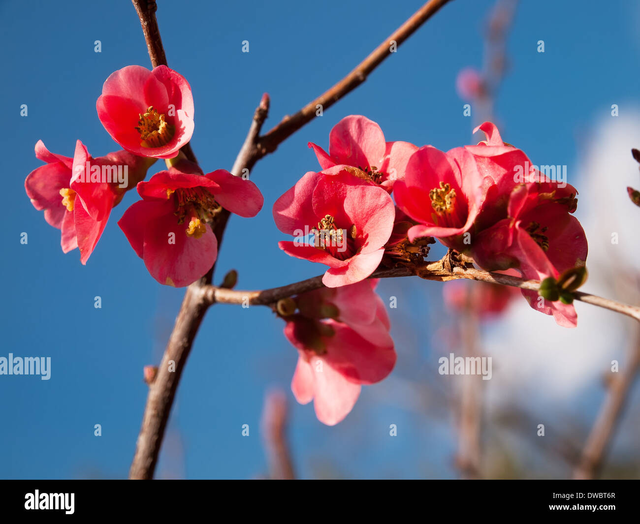 Cotogno giapponese fioritura in primavera precoce Foto Stock