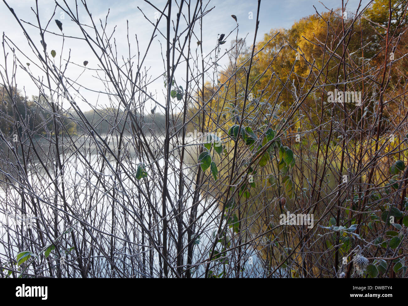 Il fogliame smerigliato a Cannop stagni in autunno. Foresta di Dean. Gloucestershire. In Inghilterra. Regno Unito. Foto Stock