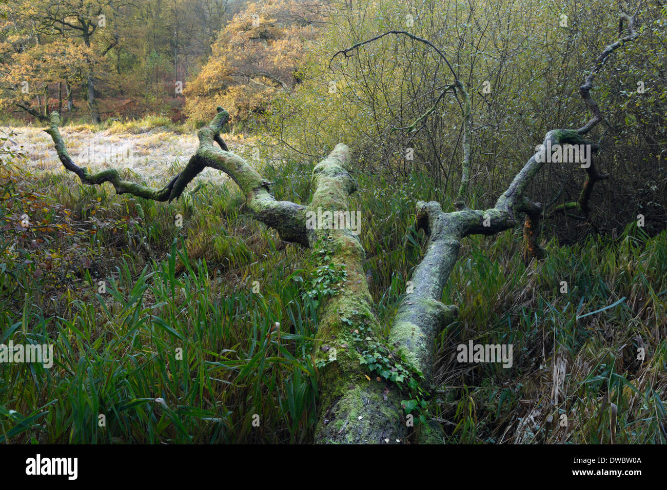 Albero caduto a Cannop stagni in autunno. Foresta di Dean. Gloucestershire. In Inghilterra. Regno Unito. Foto Stock