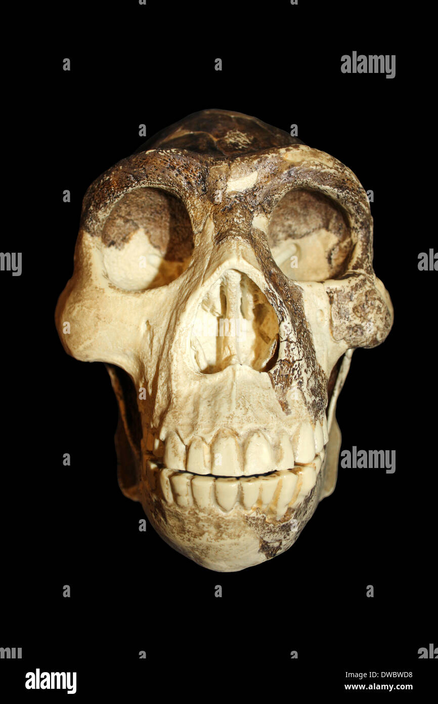 "Pechino uomo' Zhoukoudian (Choukoutien) Homo erectus cranio Foto Stock