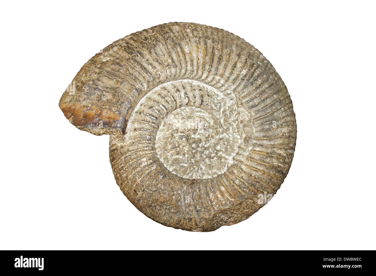 Ammonita Titaniti giganteus Jurassic Portland, Dorset, Regno Unito Foto Stock