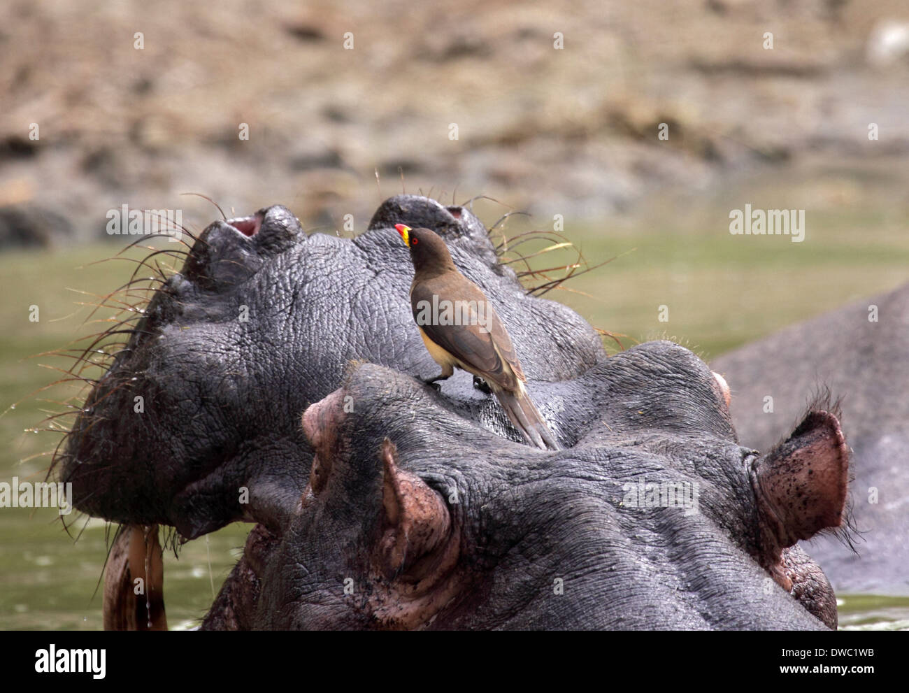 Giallo-fatturati oxpecker appollaiato sulla testa di ippopotamo Foto Stock