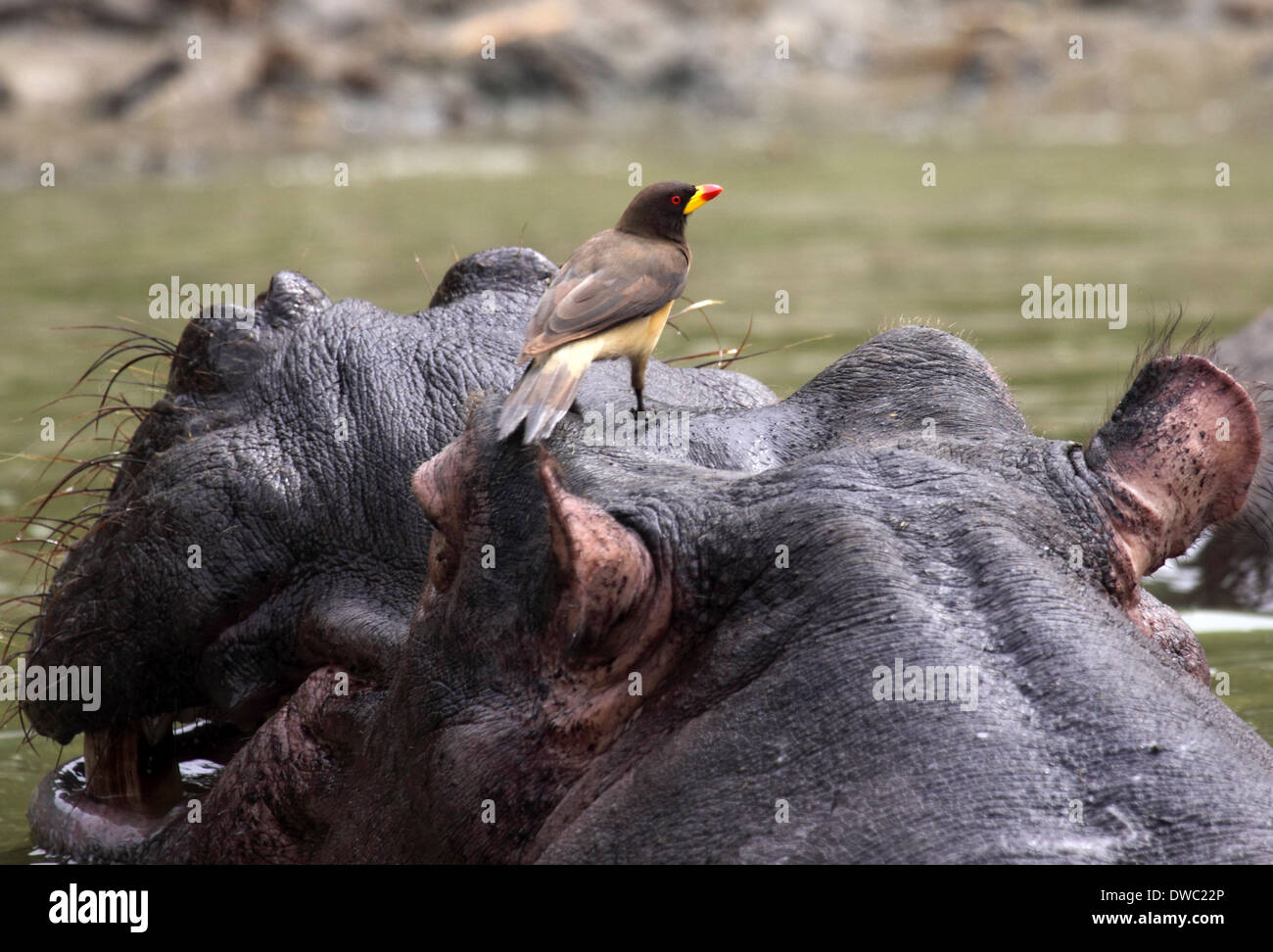 Giallo-fatturati oxpecker appollaiato sulla testa di ippopotamo Foto Stock