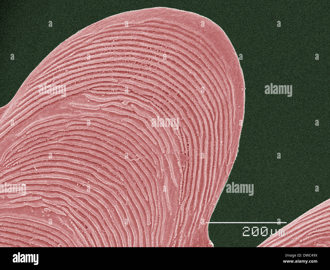 SEM colorati della scala di pesce Foto Stock
