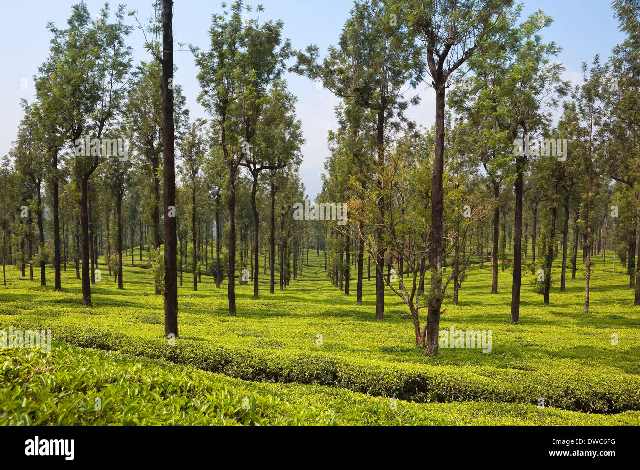 La seta alberi di quercia, Robusta di Grevillea, fornendo ombra per un tappeto verde di cespugli di tè nel paesaggio di Wayanad India del sud Foto Stock