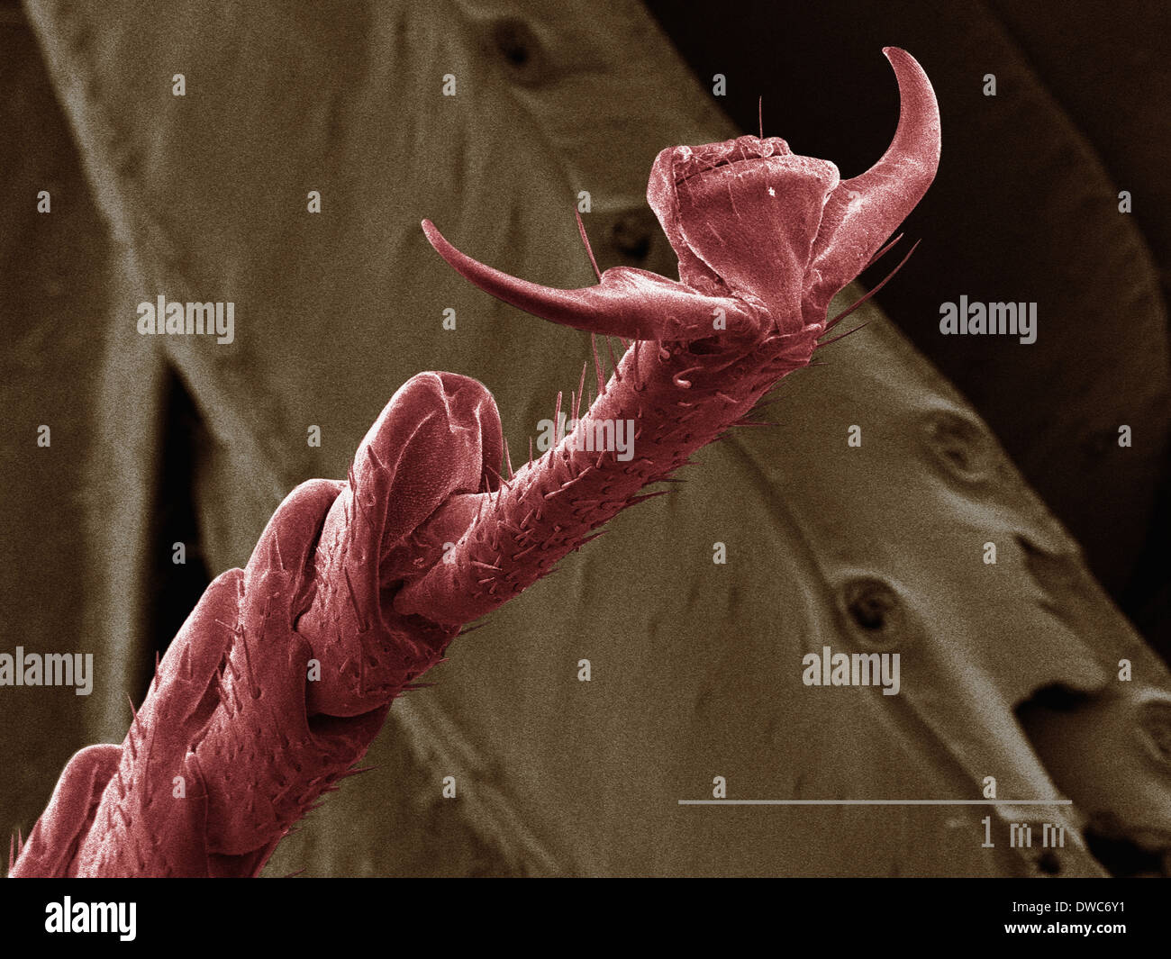 SEM colorati di American scarafaggio gamba Foto Stock