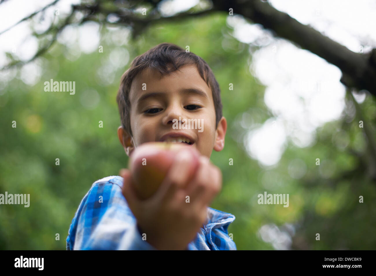 Bimbi maschio nel giardino tenendo un Apple Foto Stock