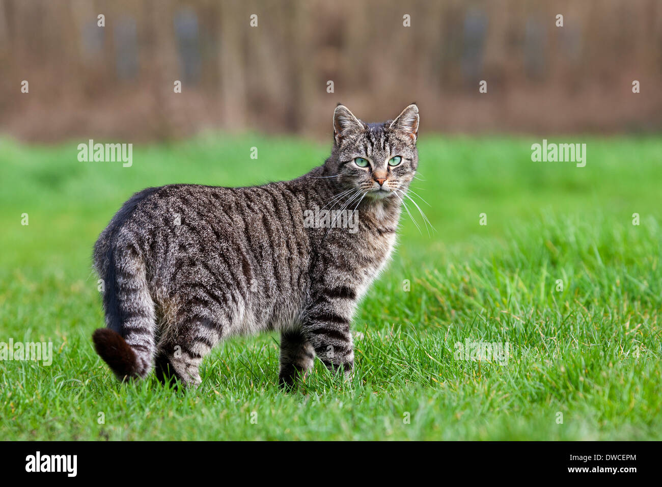 Ritratto di gatto domestico con sgombri tabby pattern in giardino Foto Stock