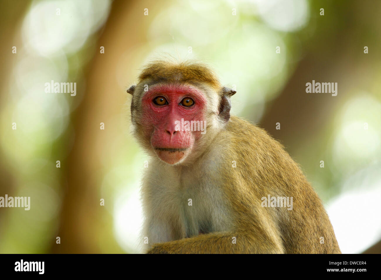 Ritratto di un avviso scimmia macaco, Yala National Park, Sri Lanka, Asia Foto Stock