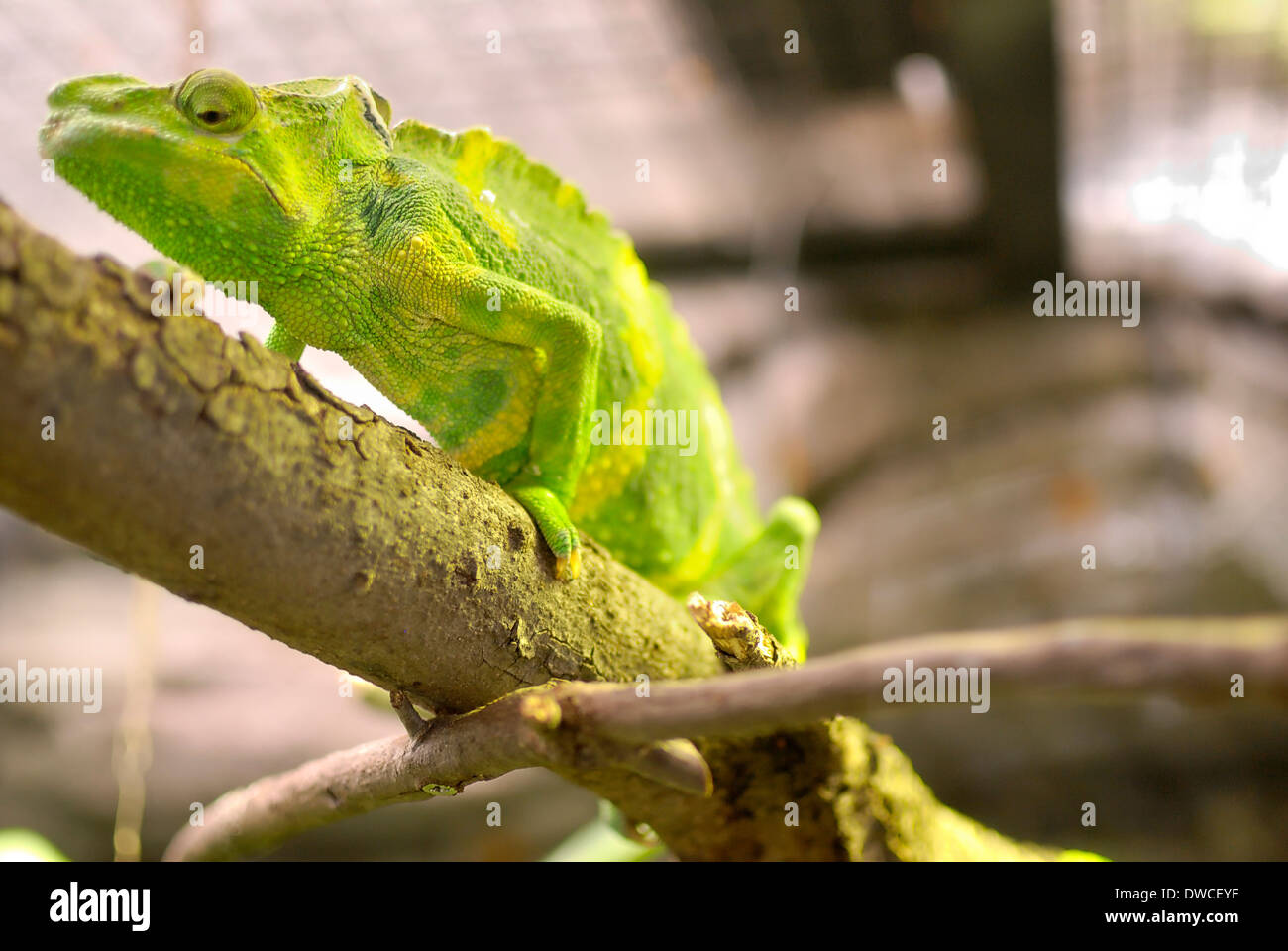 Con un luminoso verde camaleonte camouflage su un ramo di un albero. Foto Stock