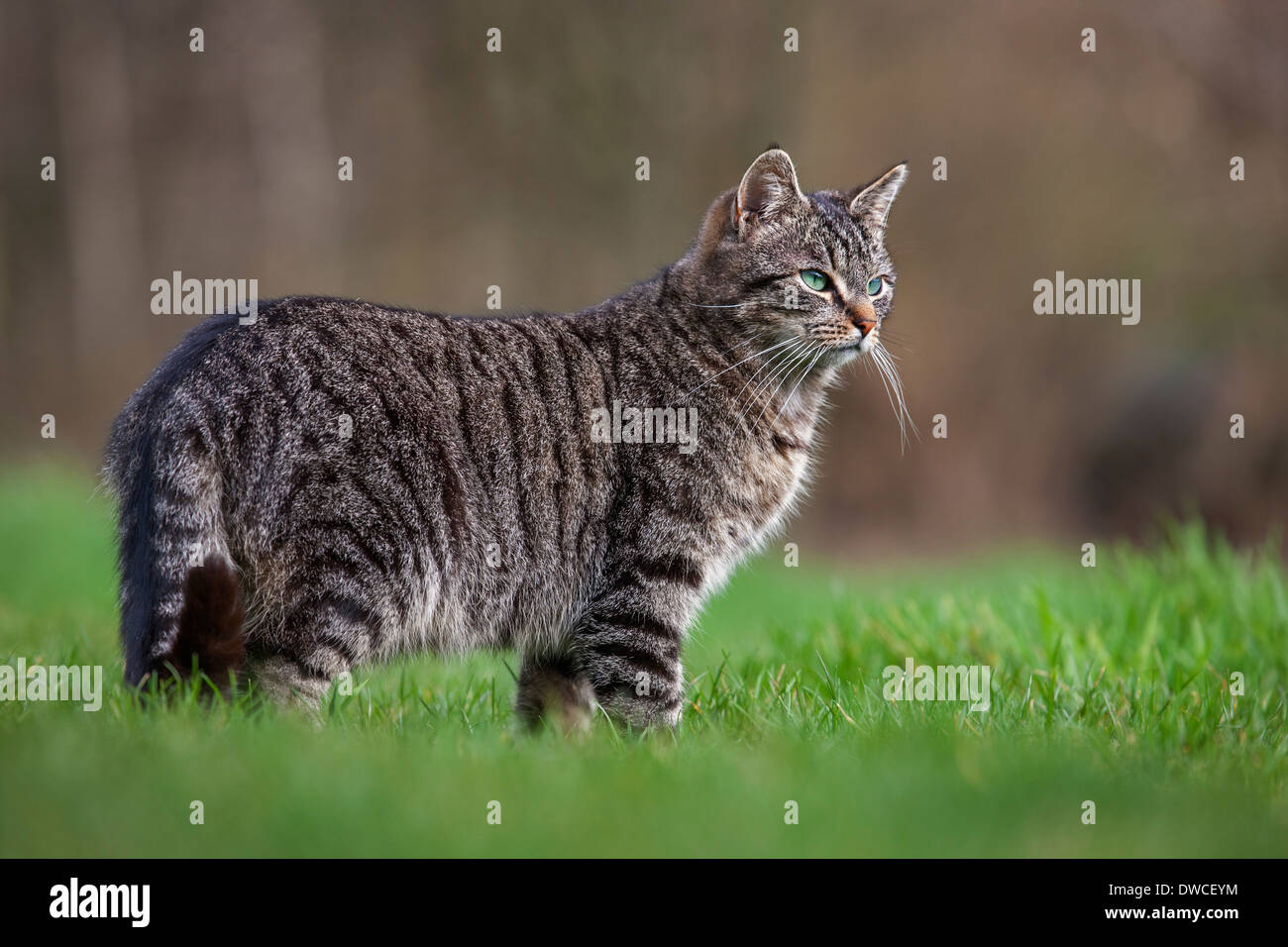 Ritratto di gatto domestico con sgombri tabby pattern in giardino Foto Stock